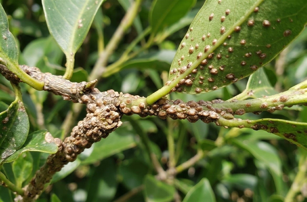 Scale insects